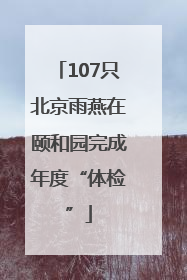 107只北京雨燕在颐和园完成年度“体检”